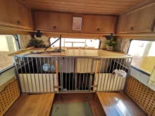 Fahrzeugbild Fiat Ducato Hunde Camper #7